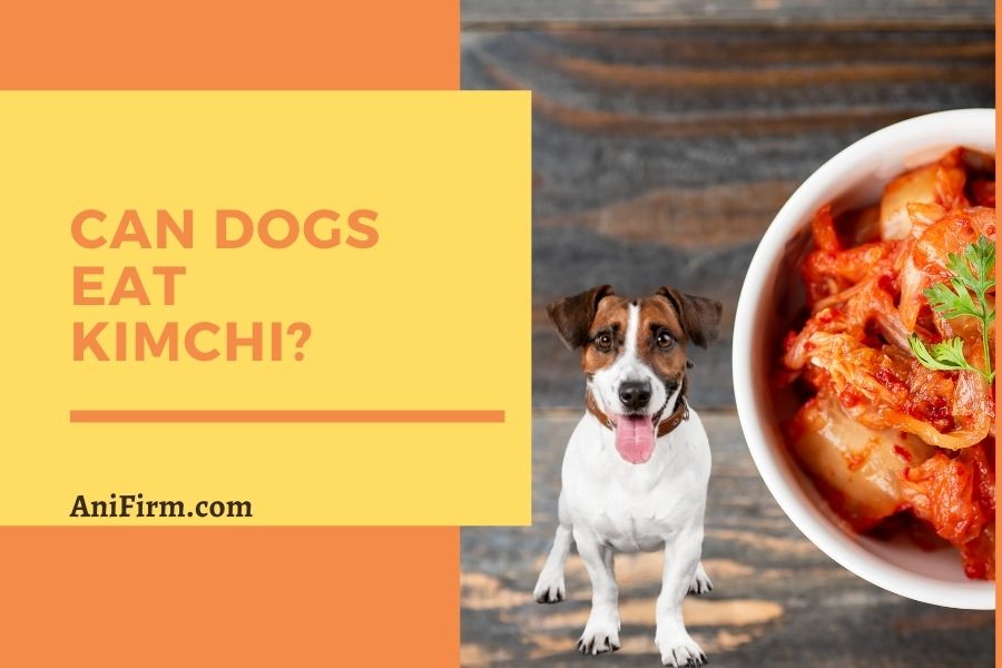 Can Dogs Eat Kimchi?