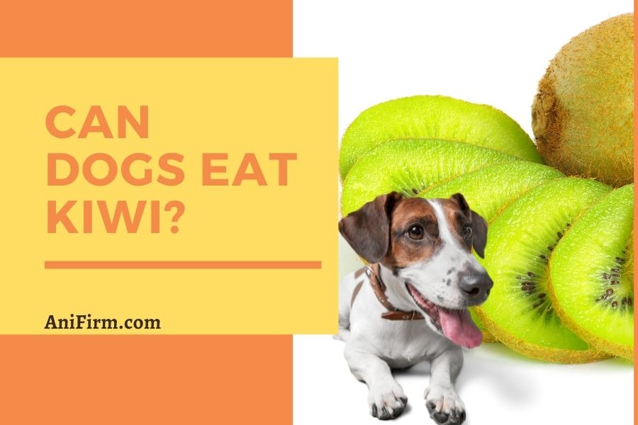 Can Dogs Eat Kiwi?