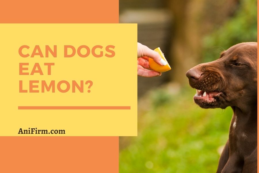 Can Dogs Eat Lemon