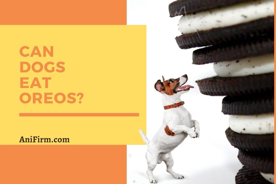 Can Dogs Eat Oreos