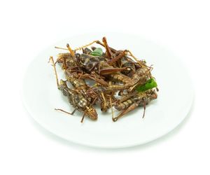 Can dog eat insects