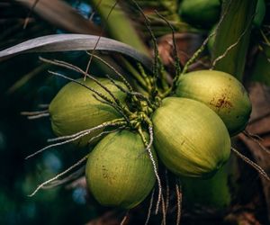 Coconut