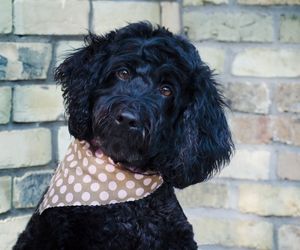 Portuguese Water Dog