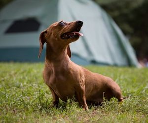 Dachshunds miniature 