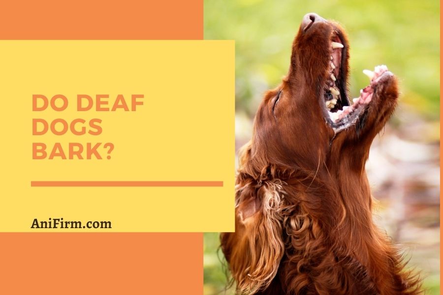 Do Deaf Dogs Bark