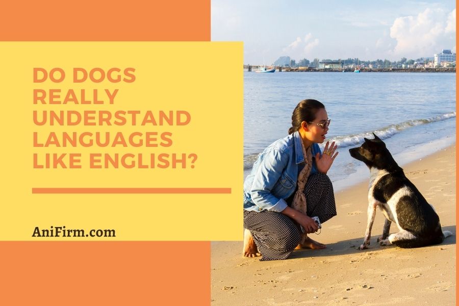 Do Dogs Really Understand Languages like English