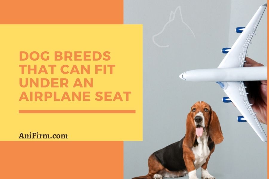 Dog Breeds That Can Fit Under An Airplane Seat