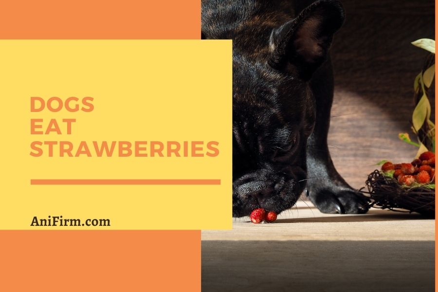 Dogs Eat Strawberries