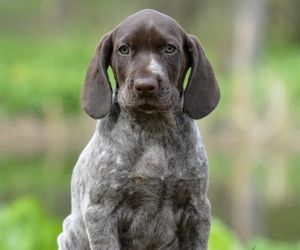 German Shorthaired Pointer