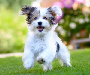 Havanese 