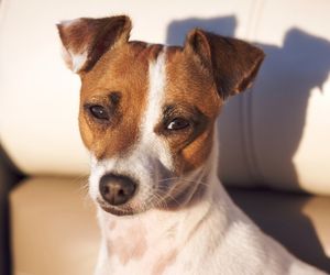 Jack Russel Terriers