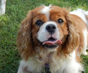 King Charles Cavalier Spaniel 