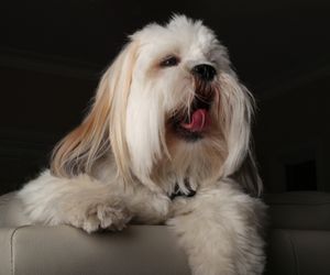 Lhasa Apso 