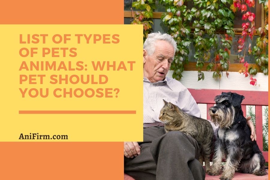 List Of Types Of Pets Animals What Pet Should You Choose