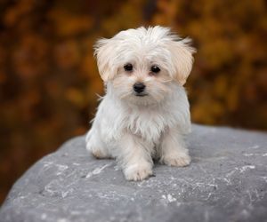 Maltese 