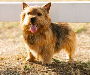 Norwich Terrier