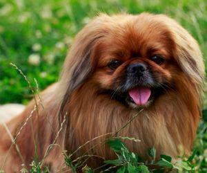 Pekingese 