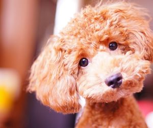 Poodle Miniature 