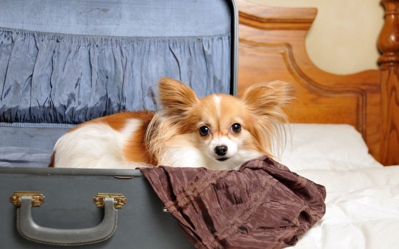 Preparing For Travel With Dogs