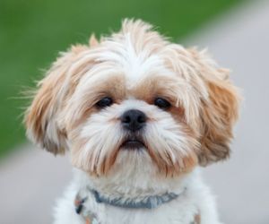 Shih Tzu