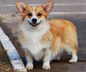 Welsh Corgis Pembroke 