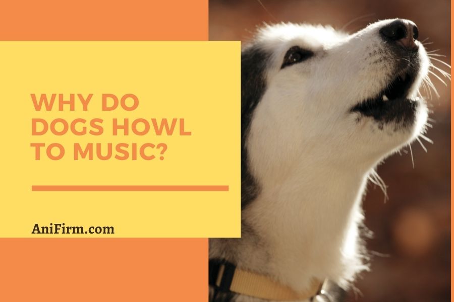 Why Do Dogs Howl To Music