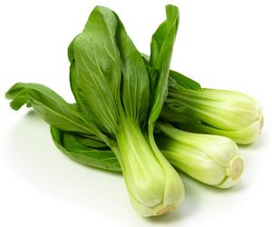 can dog eat bok choy