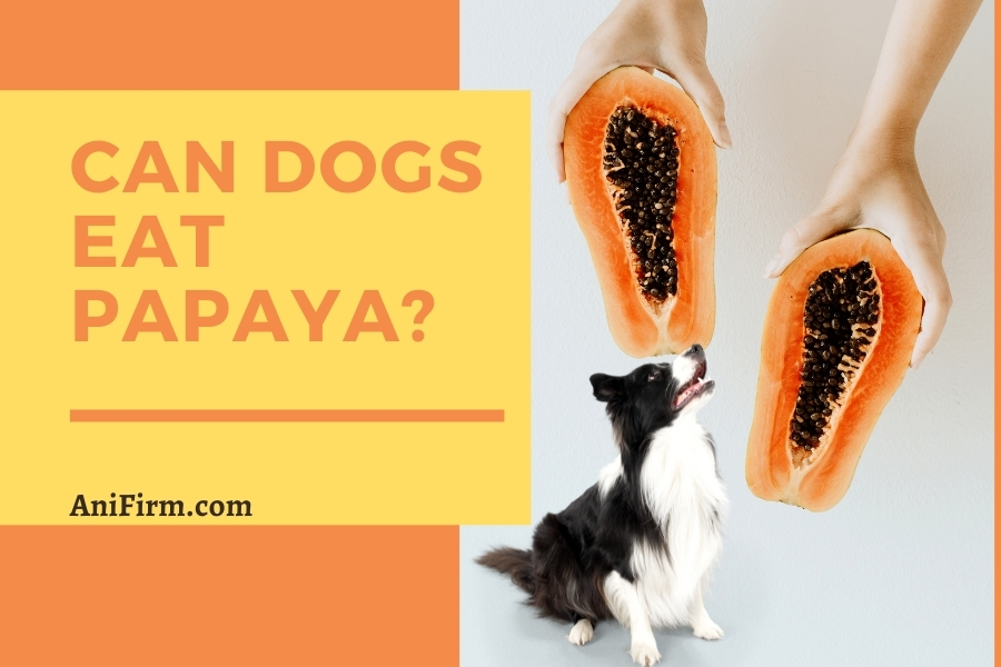 can dogs eat papaya