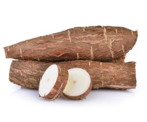 can dog eat cassava