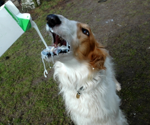 dog drinking milk