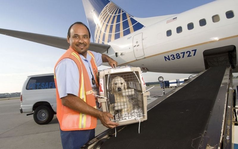 dog in shipping cargo