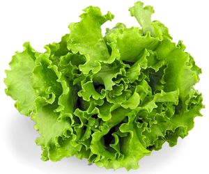 can dog eat lettuce