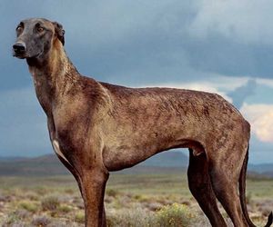 Africanis Dog Breeds