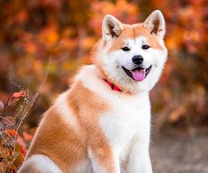 Akita Dog Breeds