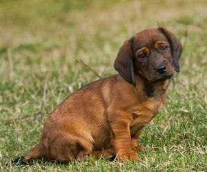 Alpine Dachsbracke Dog Breeds