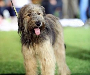 Armant Dog Breeds