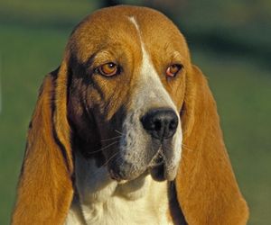 Artois Hound Dog Breeds