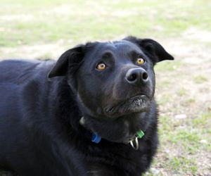 Australian Kelpie Dog Breeds