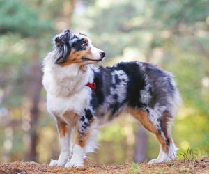 Australian Shepherd Dog Breeds