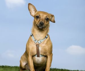 Austrian Pinscher Dog Breeds