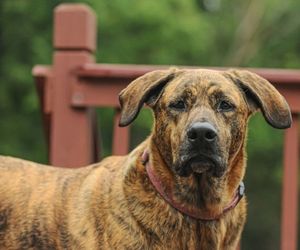 Banjara Hound Dog Breeds