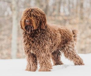 Barbet Dog Breeds