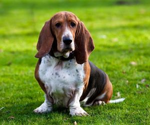 Basset Hound Dog Breeds