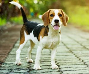 Beagle Dog Breeds