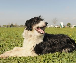 Bearded Collie Dog Breeds