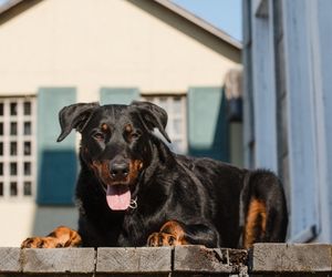 Beauceron Dog Breeds