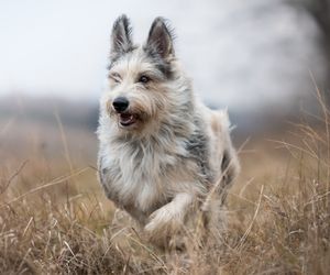 Berger Picard Dog Breeds