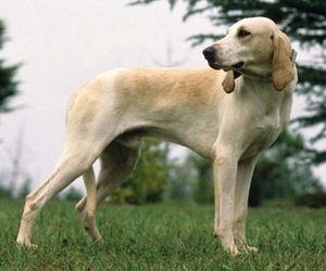 Billy Dog Breeds