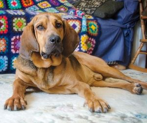 Bloodhound Dog Breeds