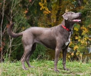 Blue Lacy Dog Breeds